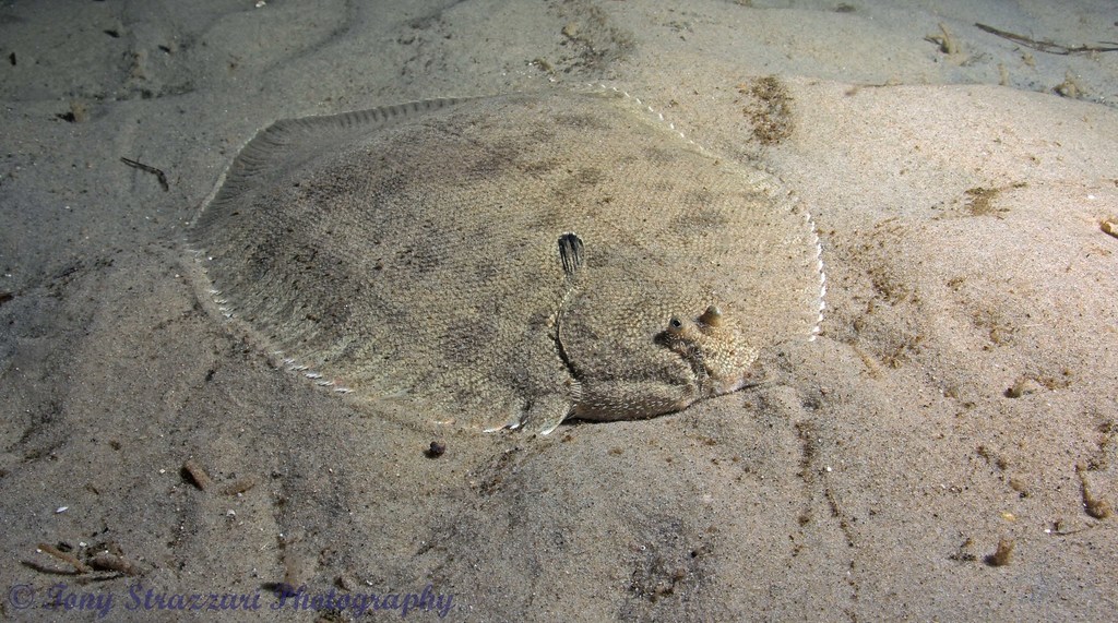 Velvety Sole Fish (Papua Wild Caught Fish)