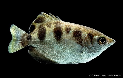 Archer Fish