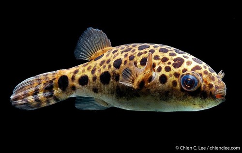 Green Spotted Puffer
