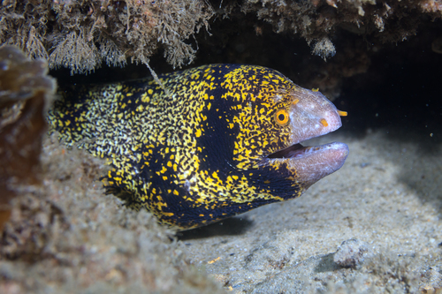Snowflake Eel (Brackish)