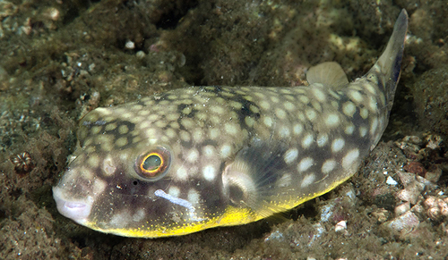 Milkspotted Puffer