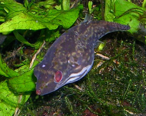 Red-Tailed Red Eye Puffer