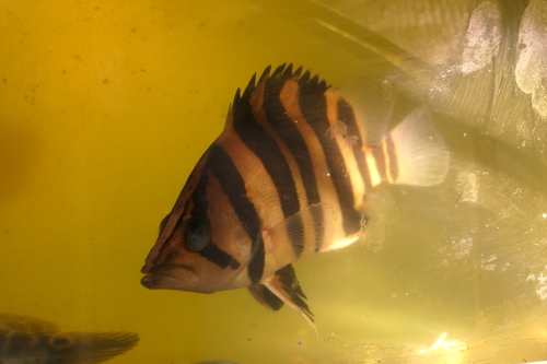 Sumatra Tiger Fish