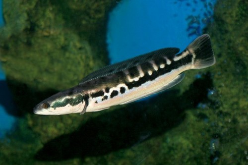 Red Snakeheads