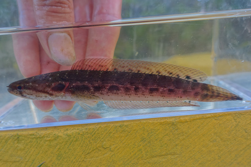 Channa Bankanensis