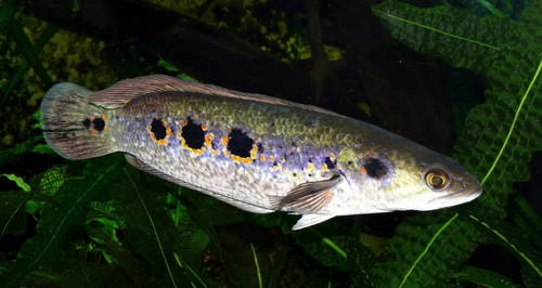 Eyespot Snakehead