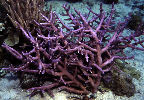 Green Staghorn coral