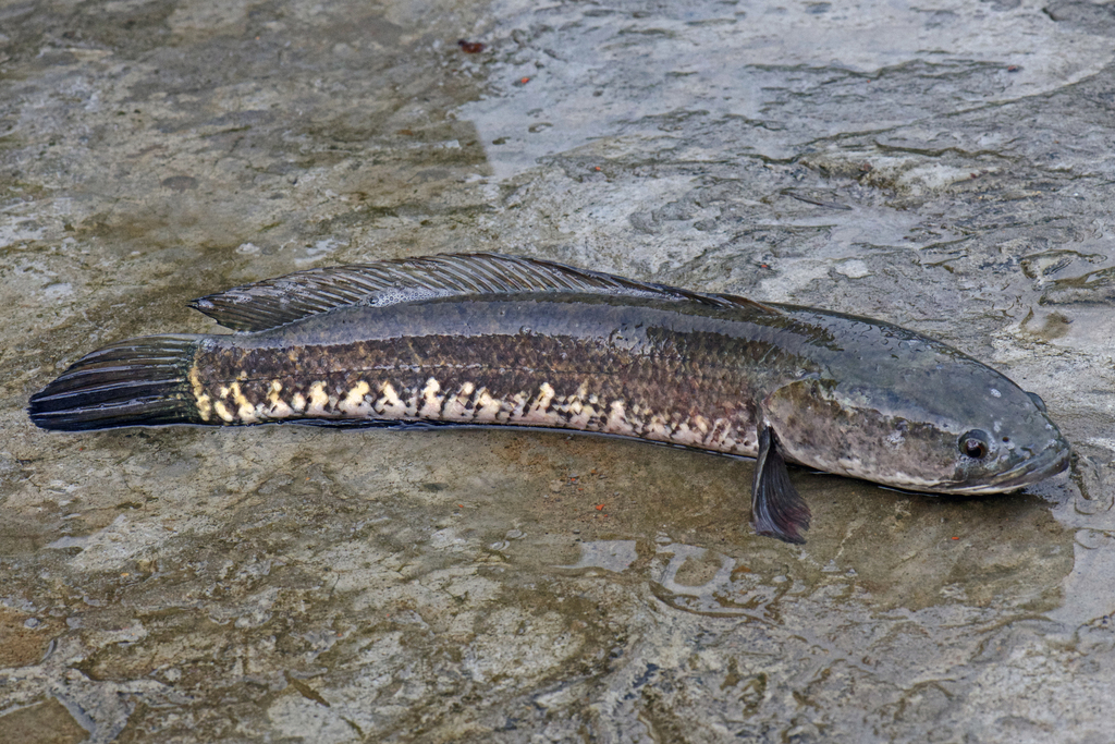 Stewartii Channa - Golden Snakehead