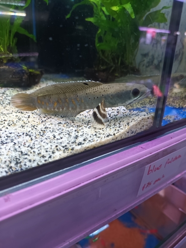Peacock Snakehead Channa