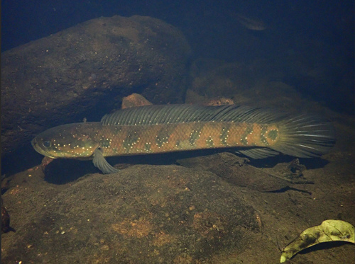 Chinese Snakehead White Stripe Channa