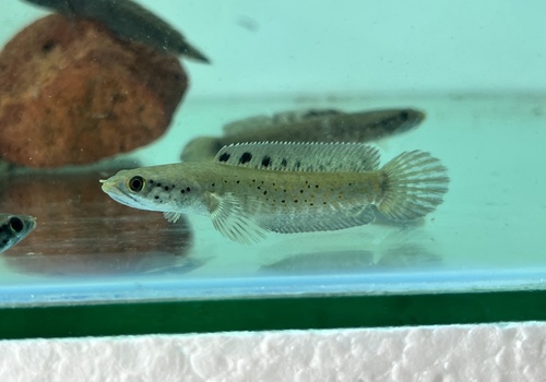 Channa Ornatipinnis Yellow Lips-Burmese Spotted Snakehead