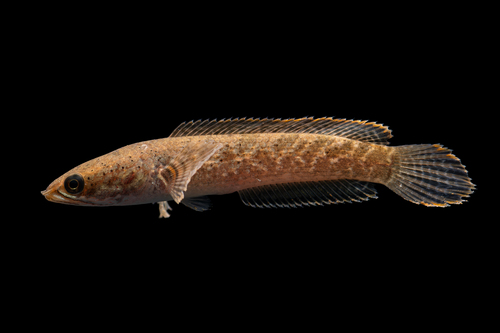 Golden Limbata Dwarf Snakehead