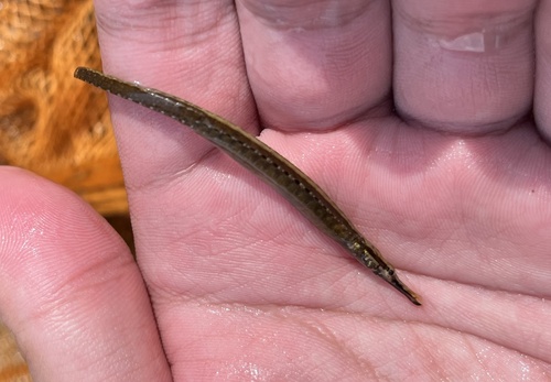 Pipefish Freshwater (Gere-Gere/ Tangkur Buaya)