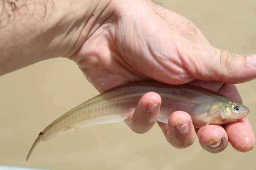 Glass Knife Fish
