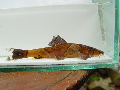 Saddleback Loach