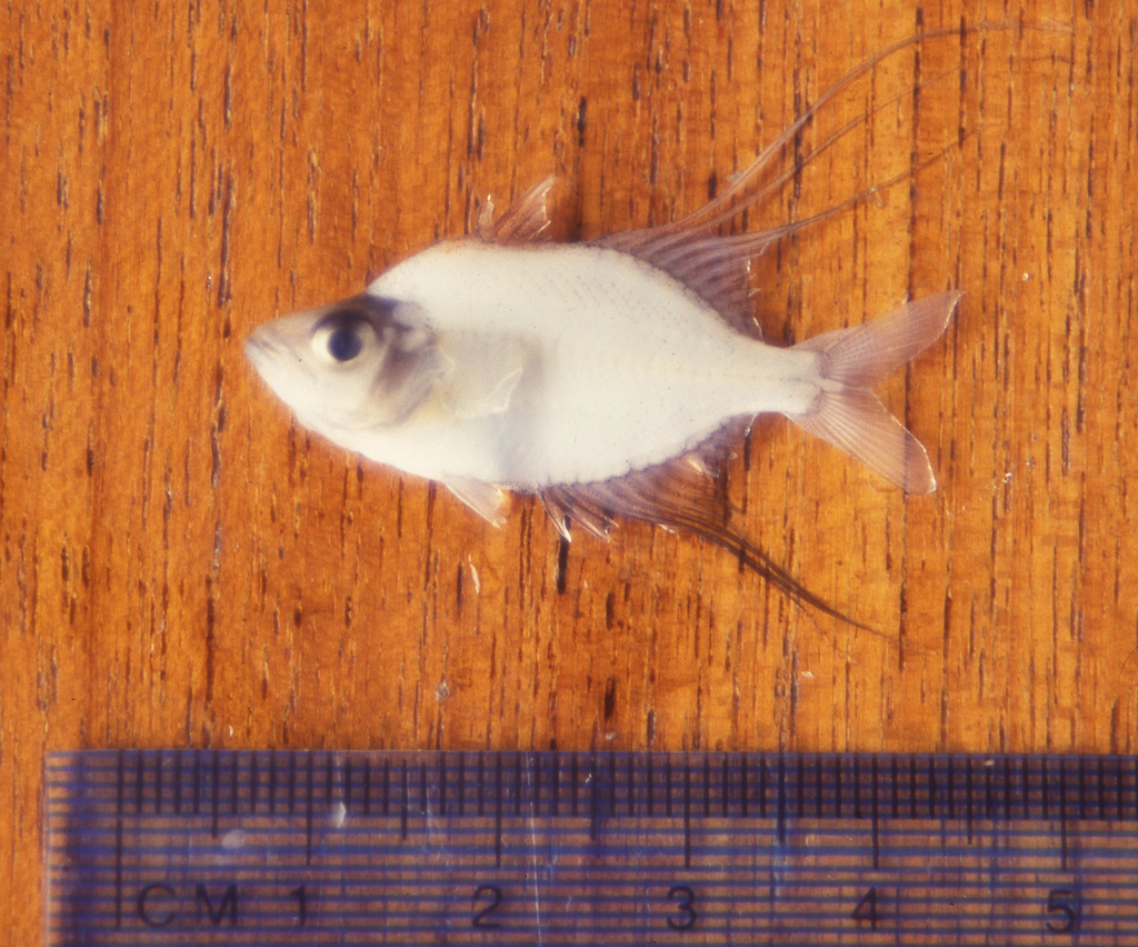 Ploeg's Glass Fish