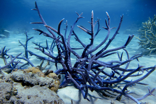 Purple Staghorn coral
