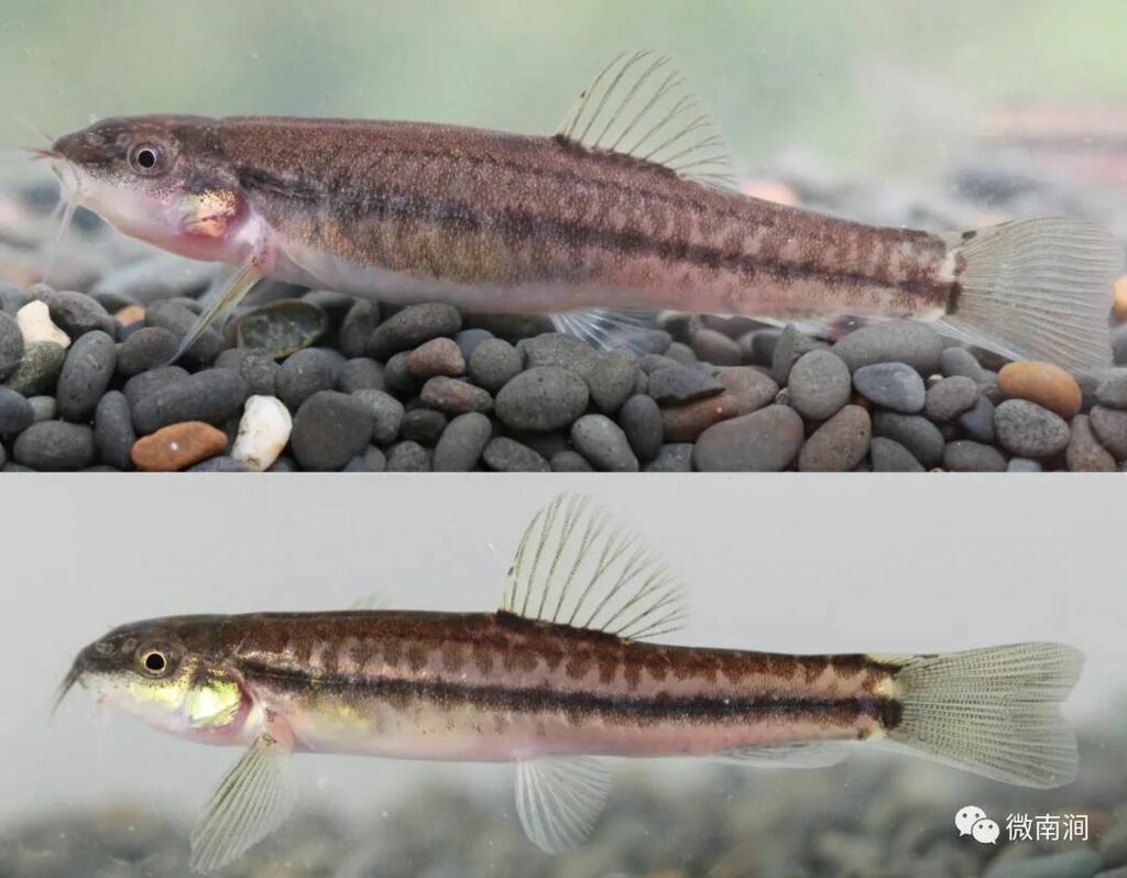Yunnanilus brevis