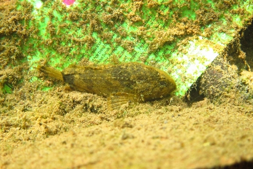 Leaf Goblinfish / Butterfly Goby Fish