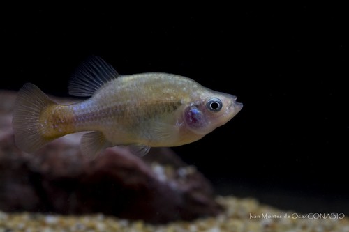 Redtail Goodeid
