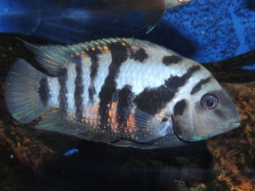 Blue Convict Parrot Cichlid