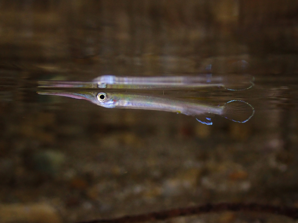 Celebes Halfbeak Red Line