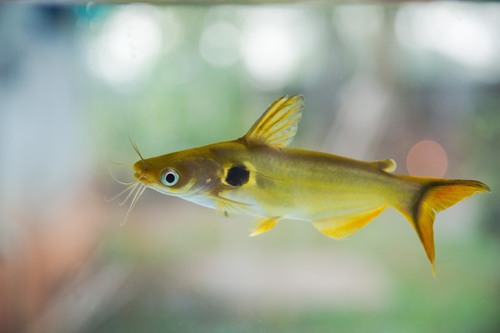 Günther's SUN Catfish