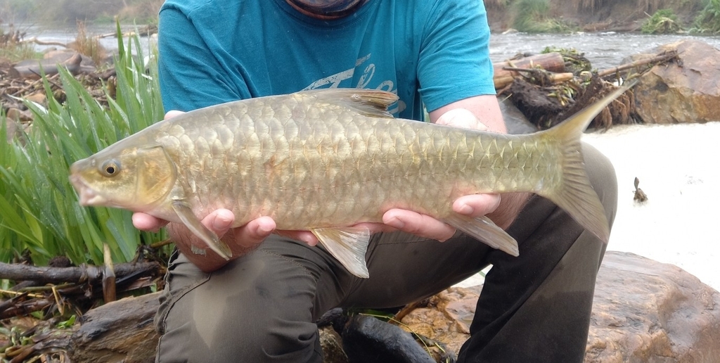 Tor dourensis Indonesia Mahseer Fish