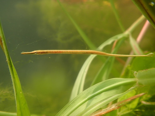 Yellow Red Line Opossum pipefish