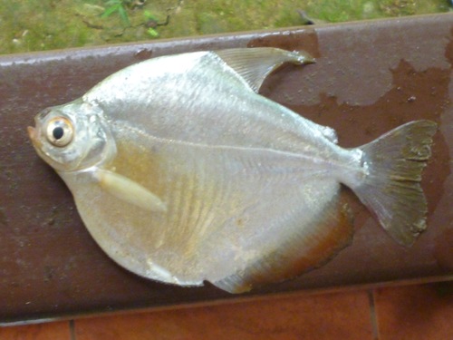 Mylossoma aureum