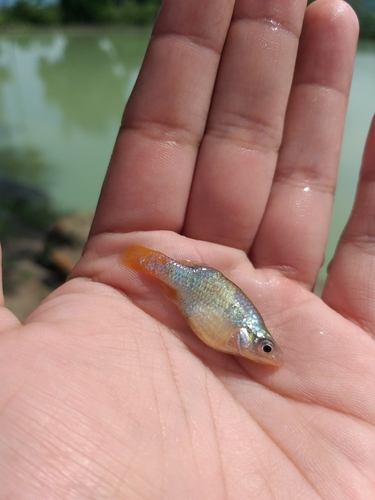 Red-Tail Splitfin
