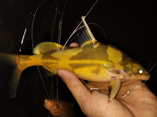 Harlequin Lancer Catfish