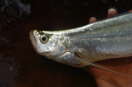 Long-pectoral fin minnow