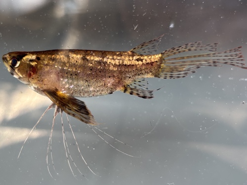 Freshwater Butterfly Fish
