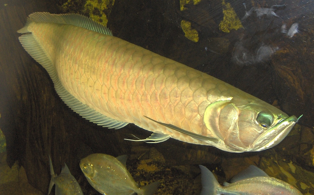 Black Silver Arowana (Pekanbaru, Indonesia Breed)