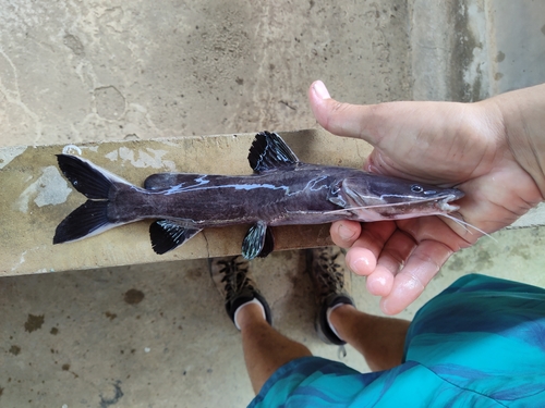 Crystal-Eyed Catfish