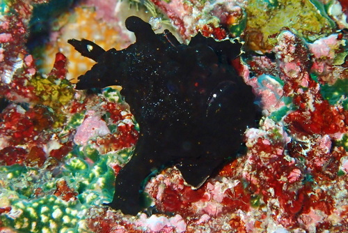 Brackishwater Frog Fish