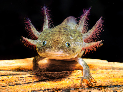 Mexican Walking Fish 'AXOLOTL' - Albino Red Eyed