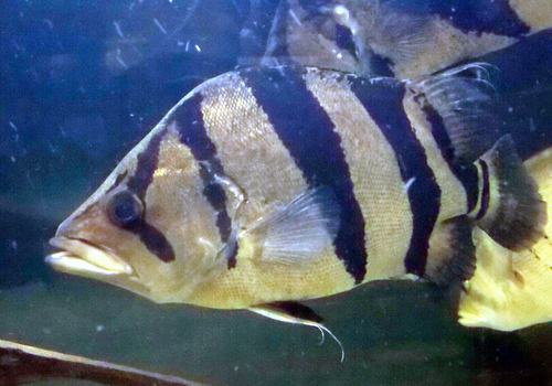 Papua Tiger Fish