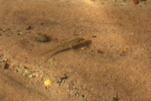 Rainbow Callochromis
