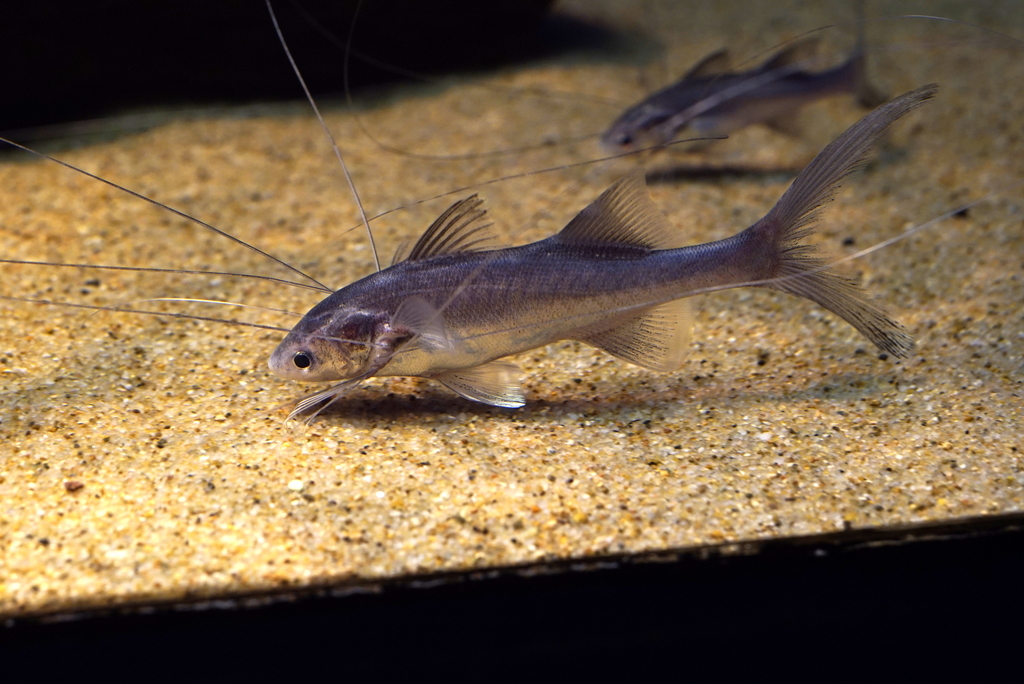 Photo of Elegant Paradise Fish (Wild Caught and Rare!)