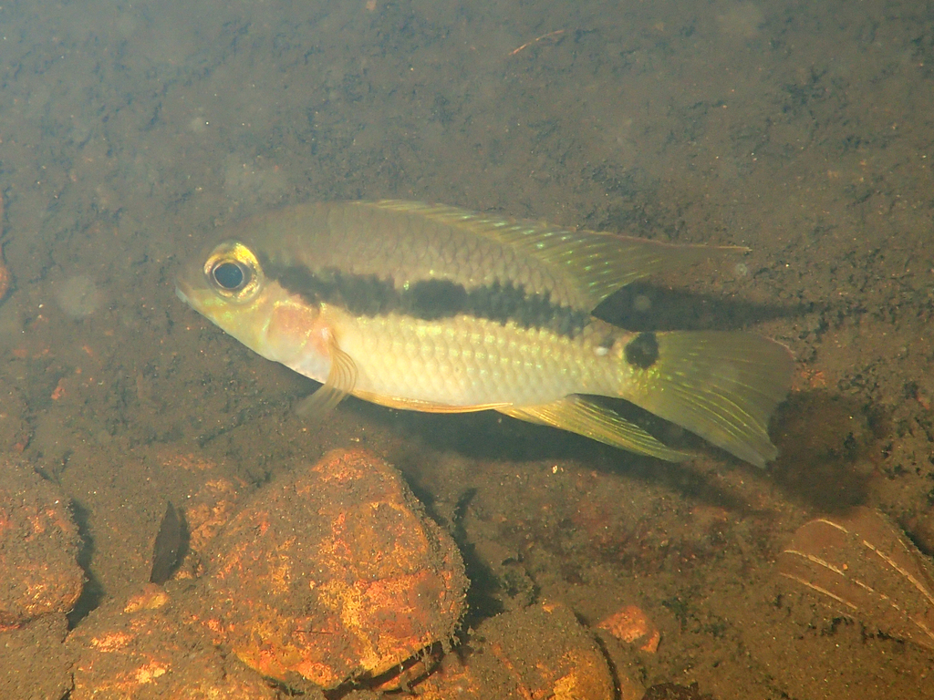 Krobia oyapock