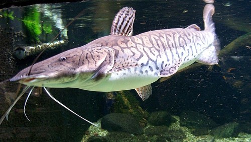 Gilded Catfish