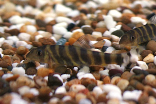 Scarlet Gem Badis