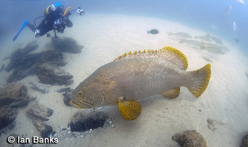 PAPUA Bumblebee Grouper