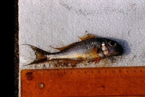Xenotilapia ochrogenys