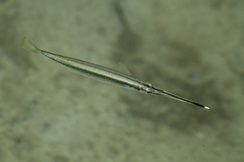 Buffon's Stripe-nosed Halfbeak