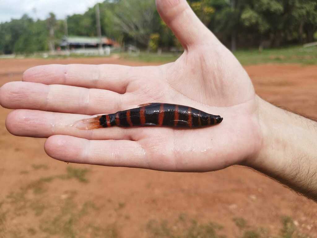 Synaptolaemus cingulatus