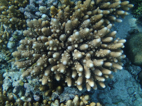 Purple Staghorn coral