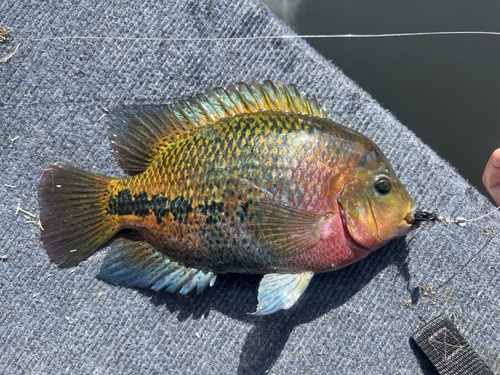 Super Red Dragon Flowerhorn Grade B
